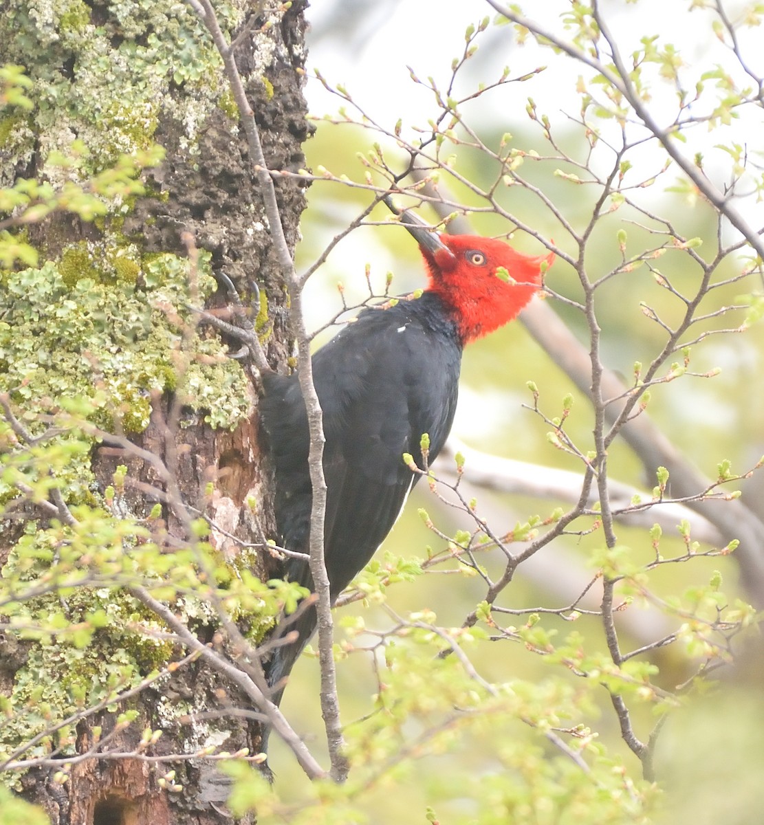 Magellanic Woodpecker - ML611139952