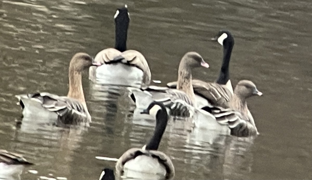 Pink-footed Goose - ML611140005