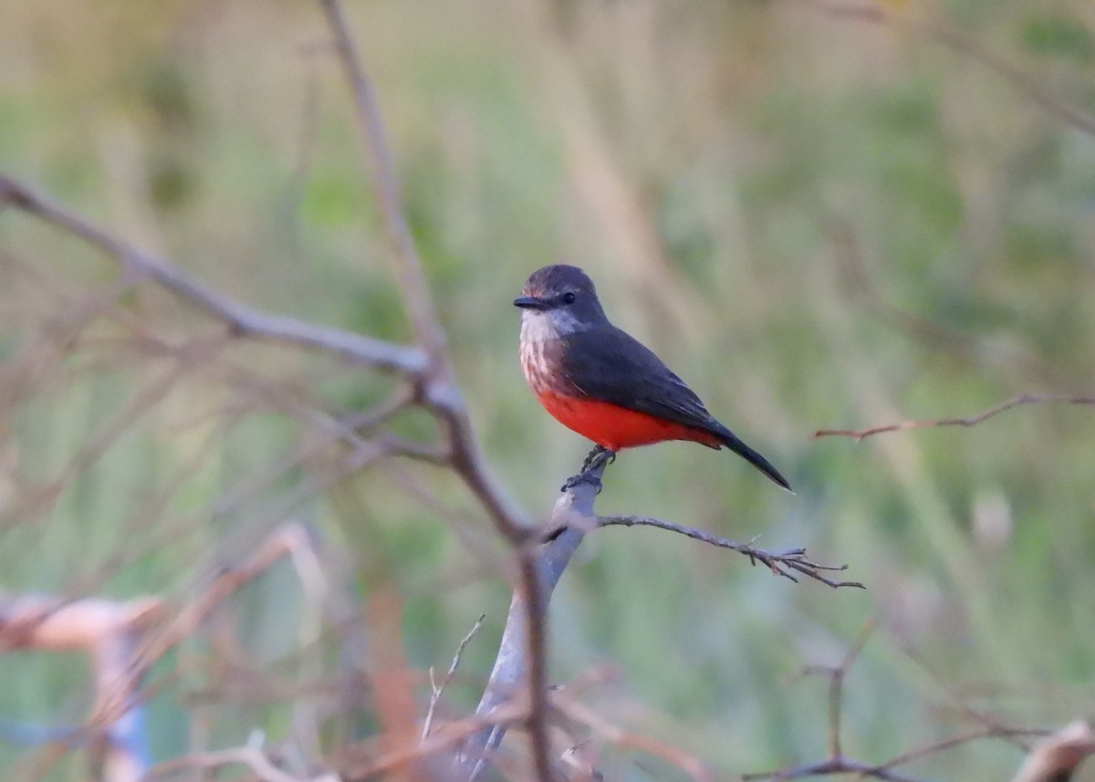 Vermilion Flycatcher (saturatus) - ML611140043