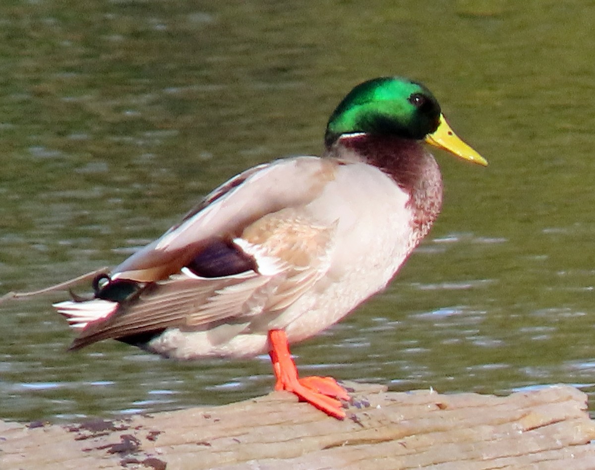 Mallard - ML611140267