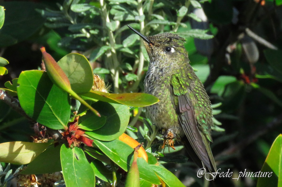 Green-backed Firecrown - ML611140381
