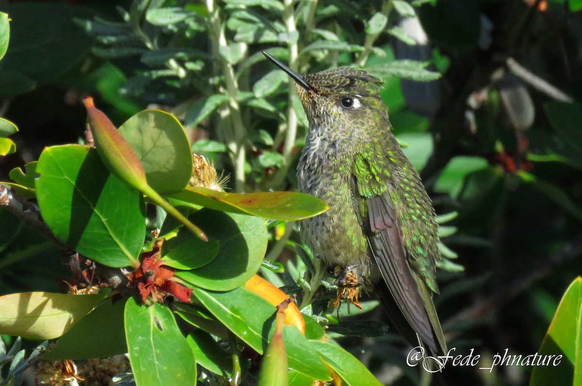 Colibrí Austral - ML611140381