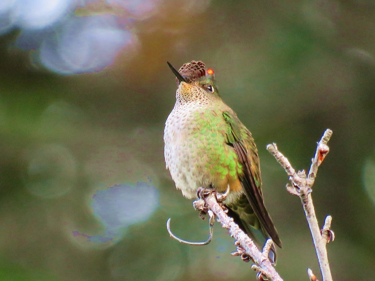 Green-backed Firecrown - ML611140386