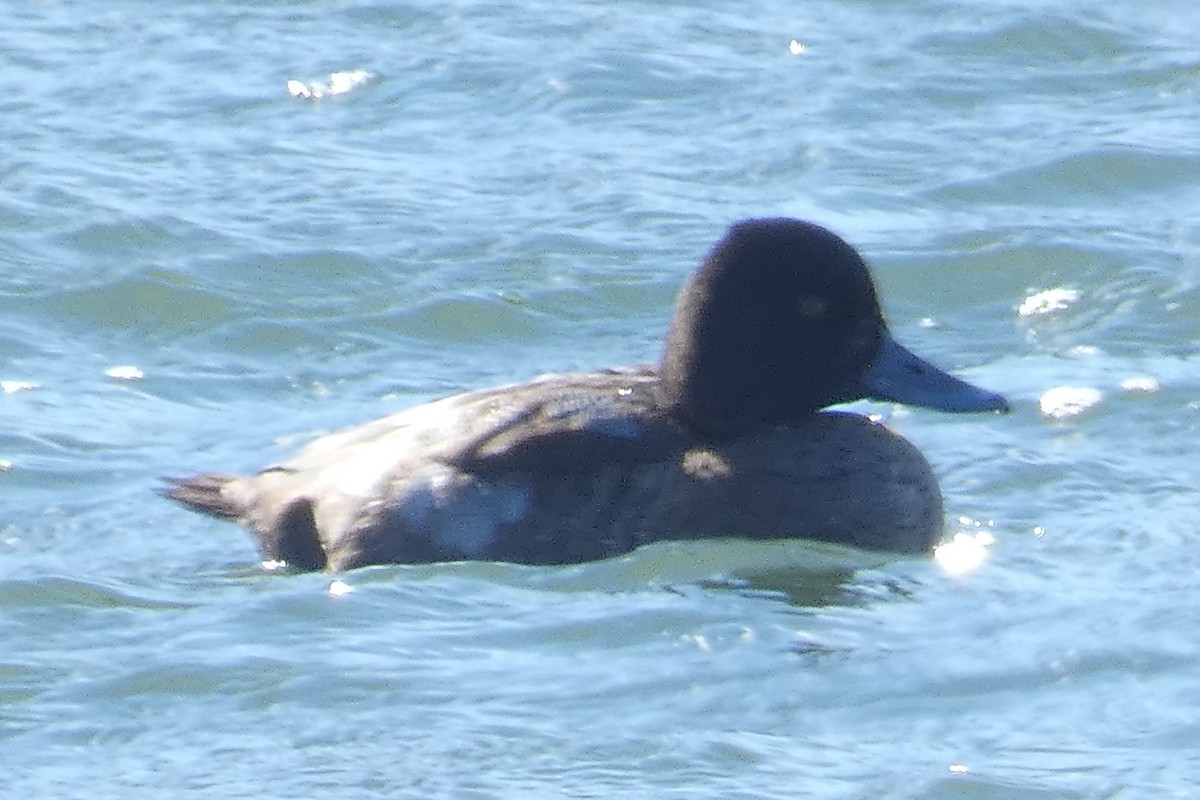 Lesser Scaup - ML611140425