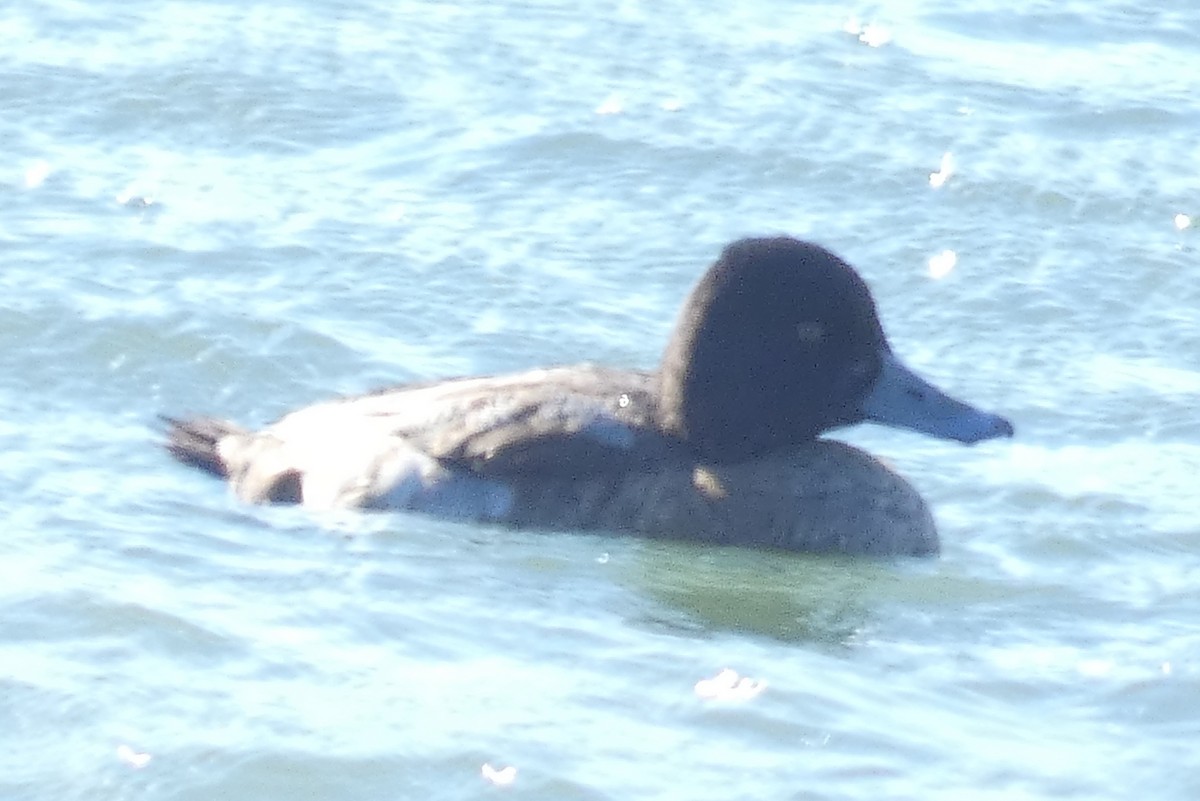 Lesser Scaup - ML611140426