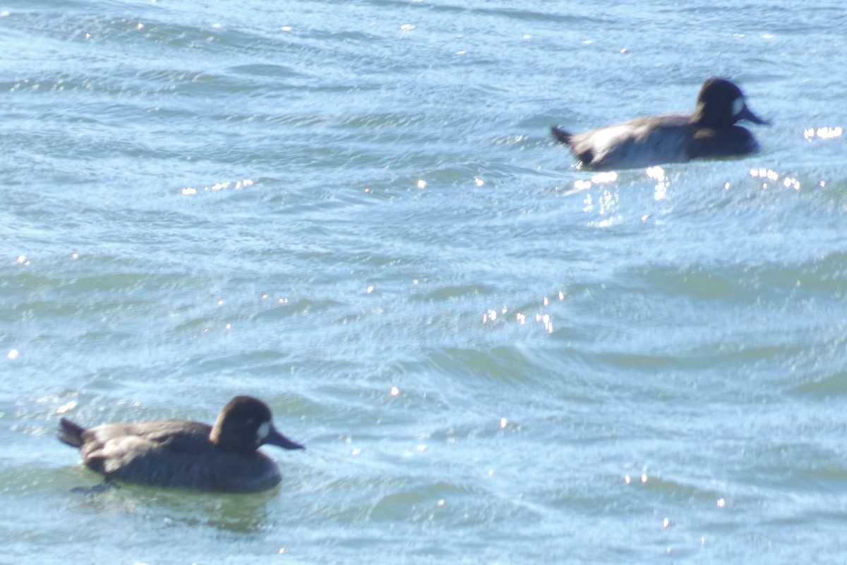 Lesser Scaup - ML611140428