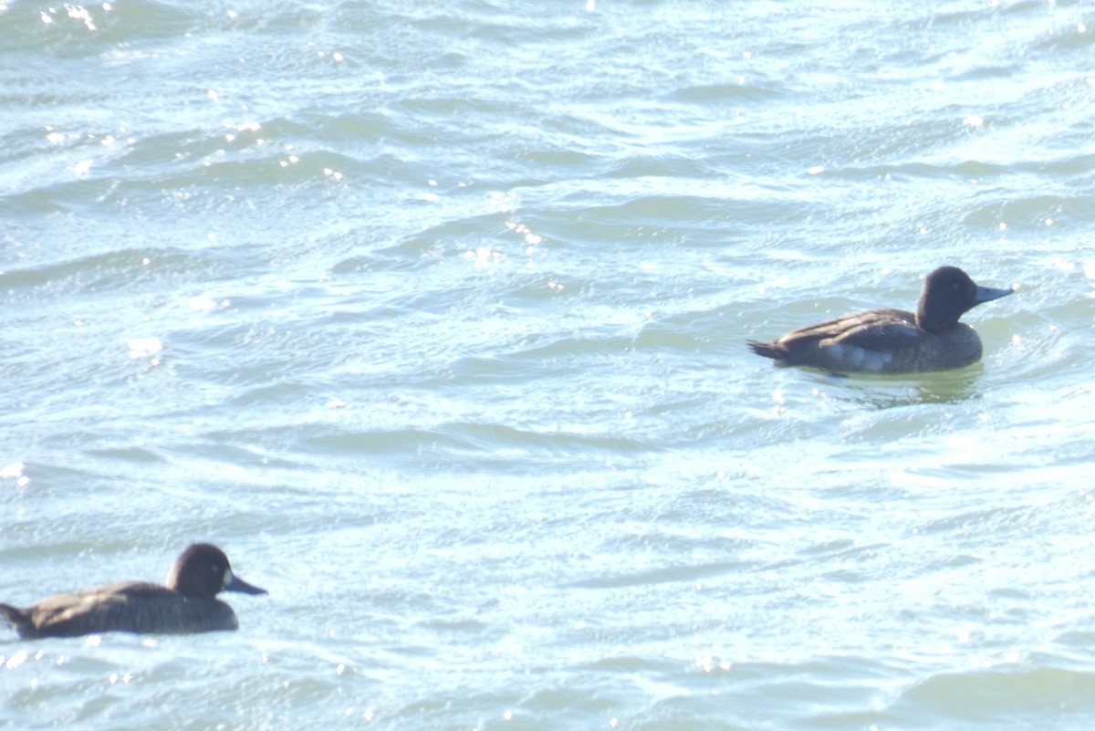 Lesser Scaup - ML611140430