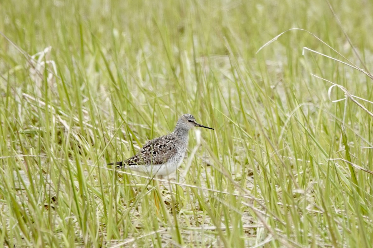 Lesser Yellowlegs - ML611140470