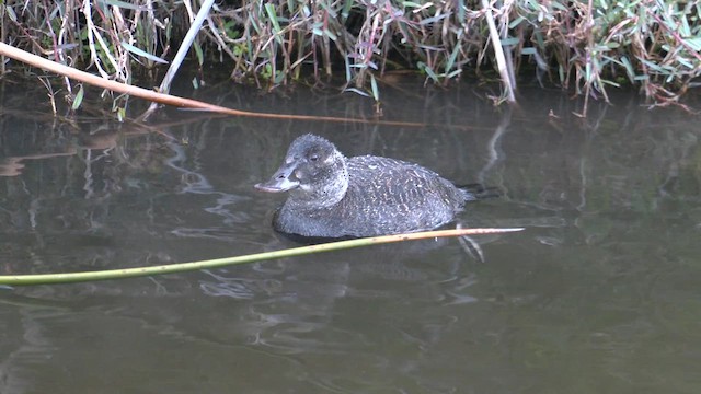 Blue-billed Duck - ML611140612