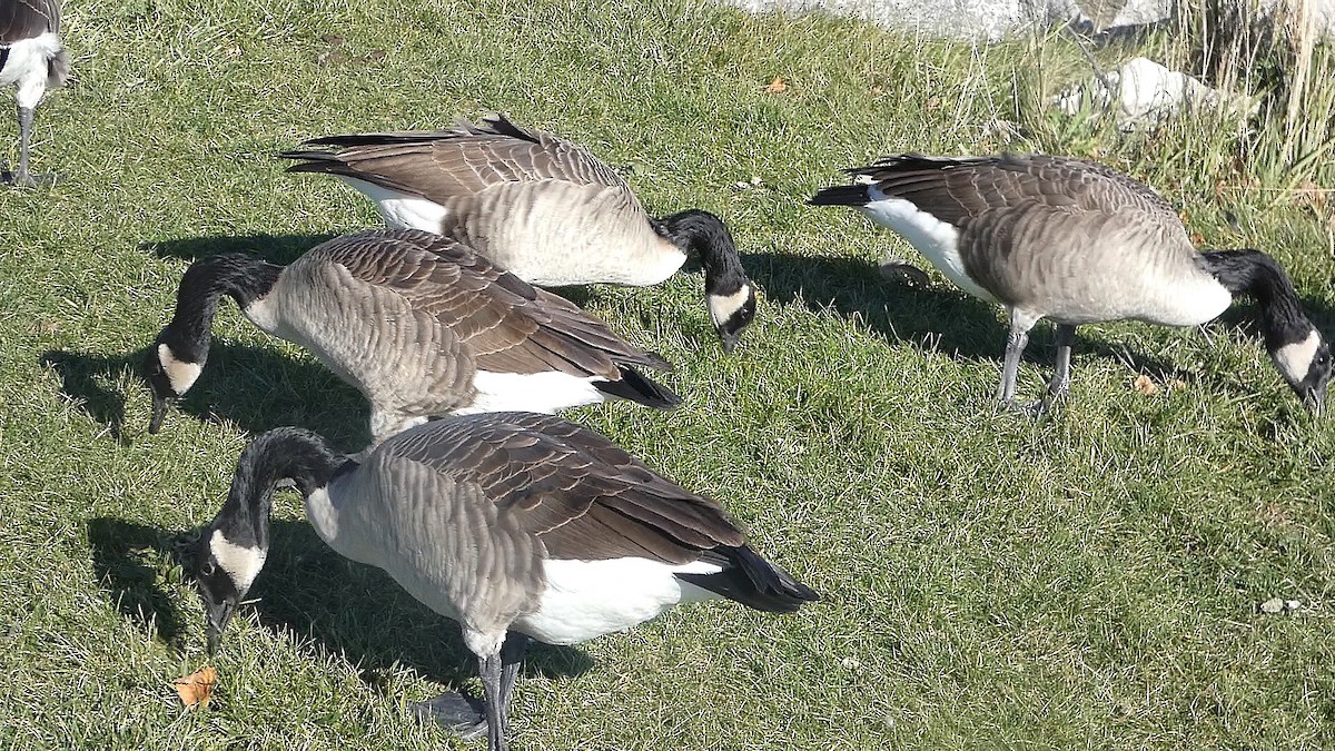 Canada Goose - ML611140646