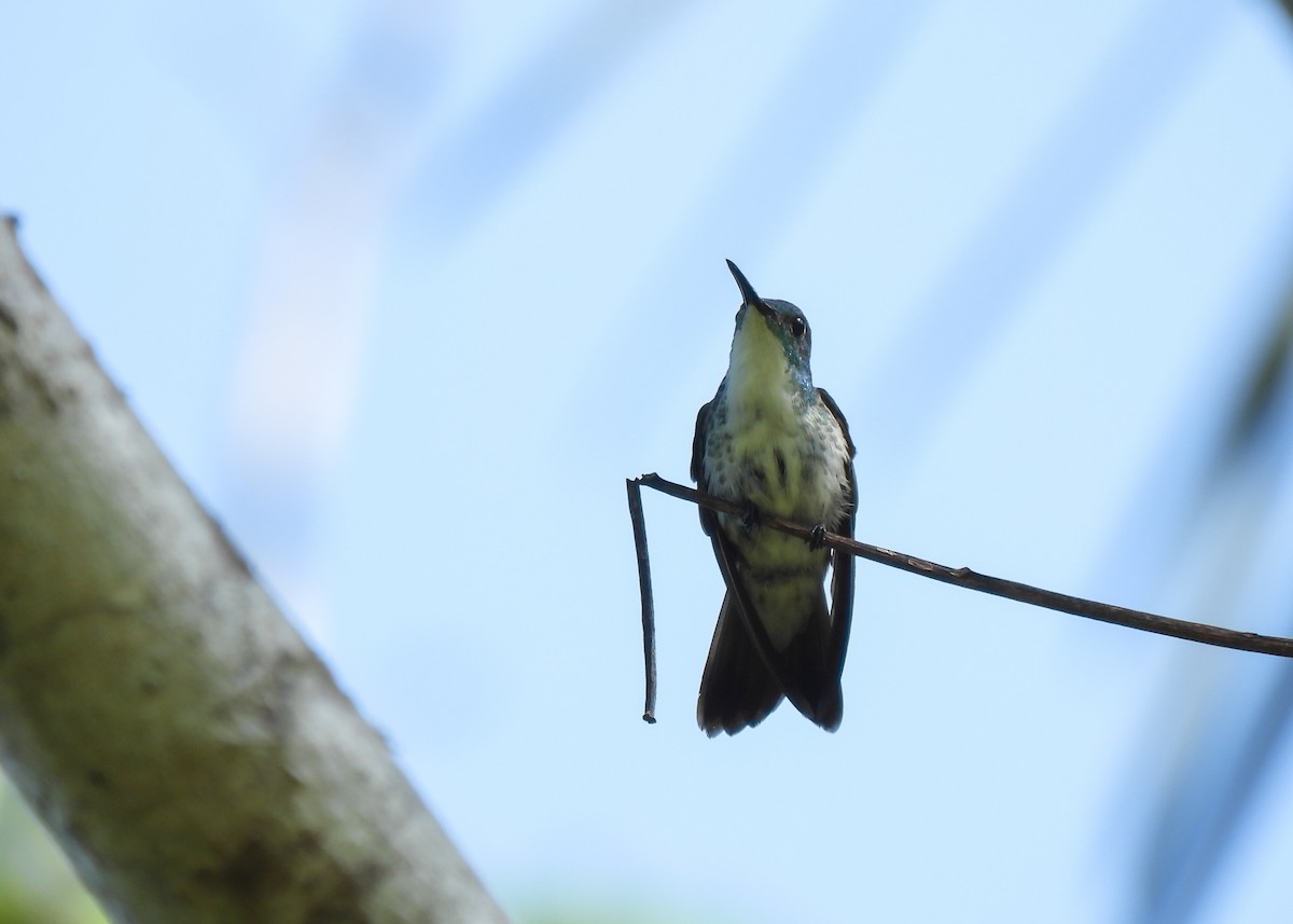 White-chested Emerald - Arthur Gomes