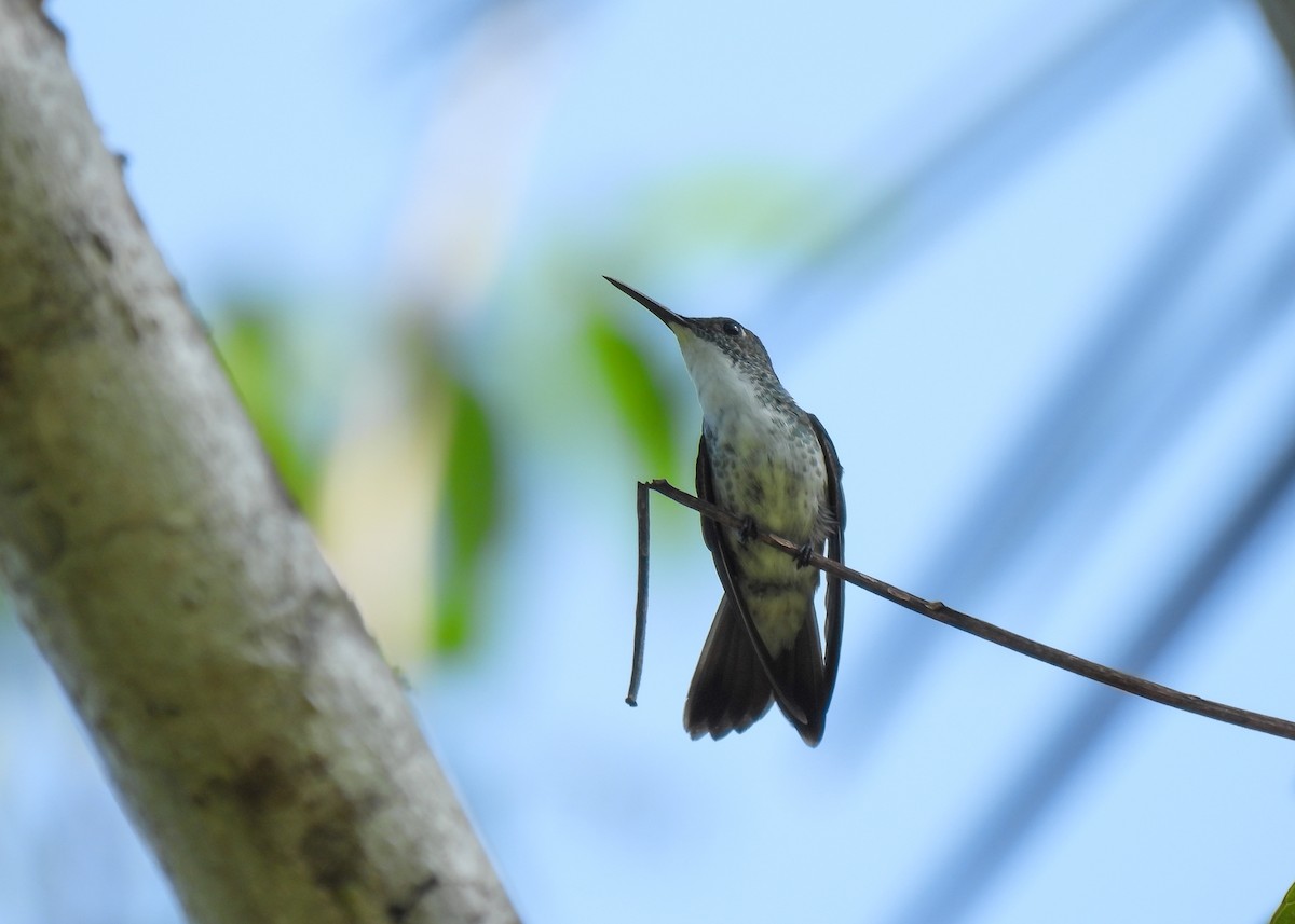 kolibřík běloprsý - ML611140679