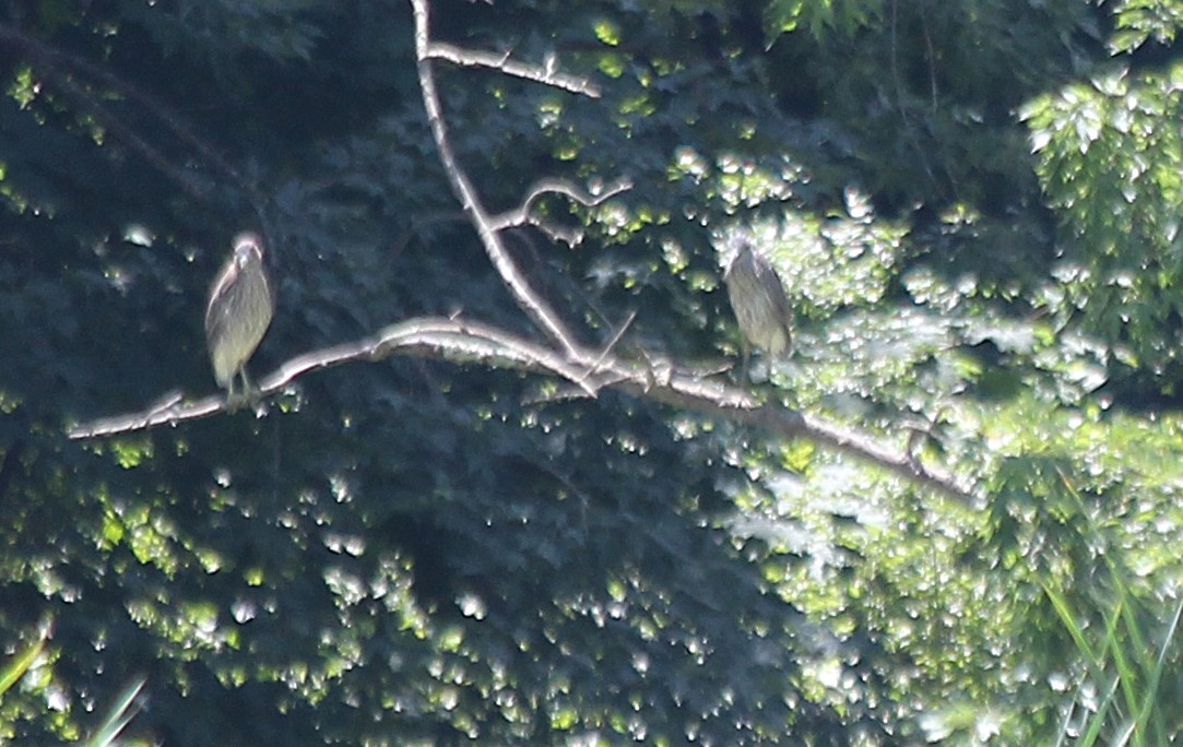 Yellow-crowned/Black-crowned Night Heron - cammy kaynor