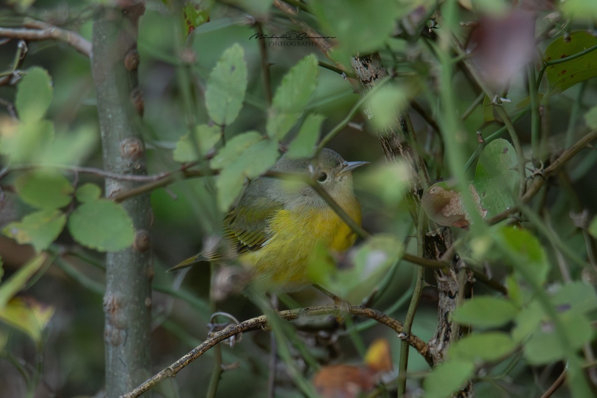 Nashville Warbler - Michelle Summers