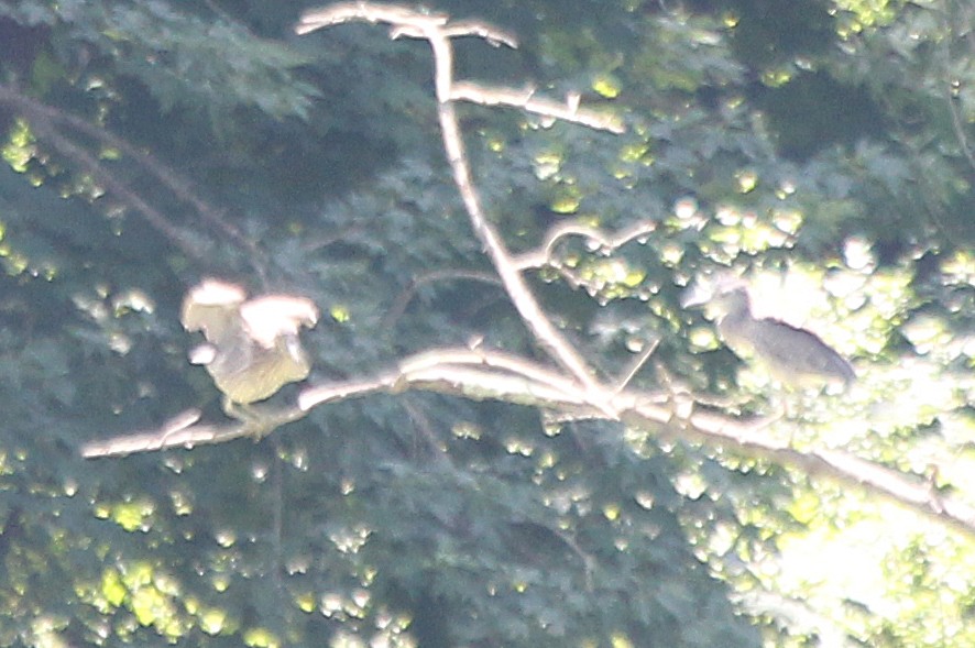 Yellow-crowned/Black-crowned Night Heron - cammy kaynor