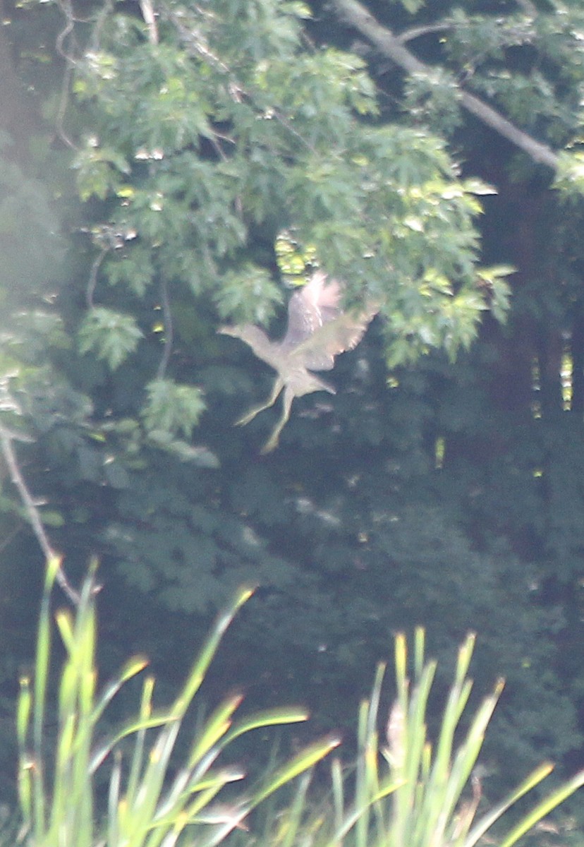 Yellow-crowned/Black-crowned Night Heron - ML611140790