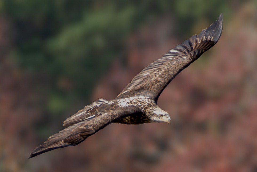 Bald Eagle - ML611140793