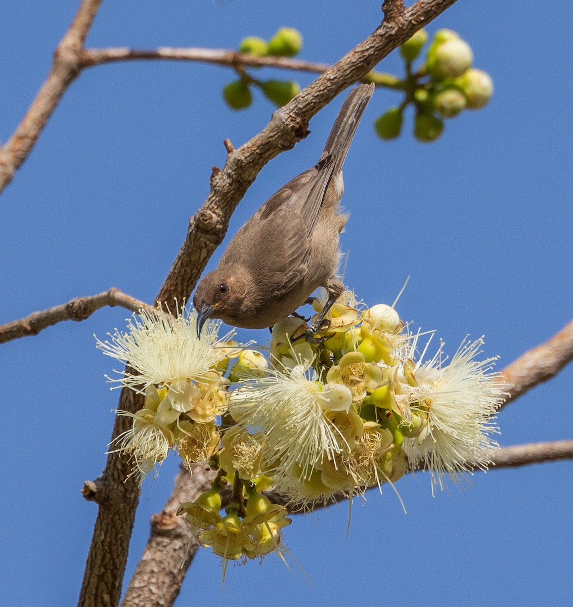 Dusky Myzomela - ML611140833