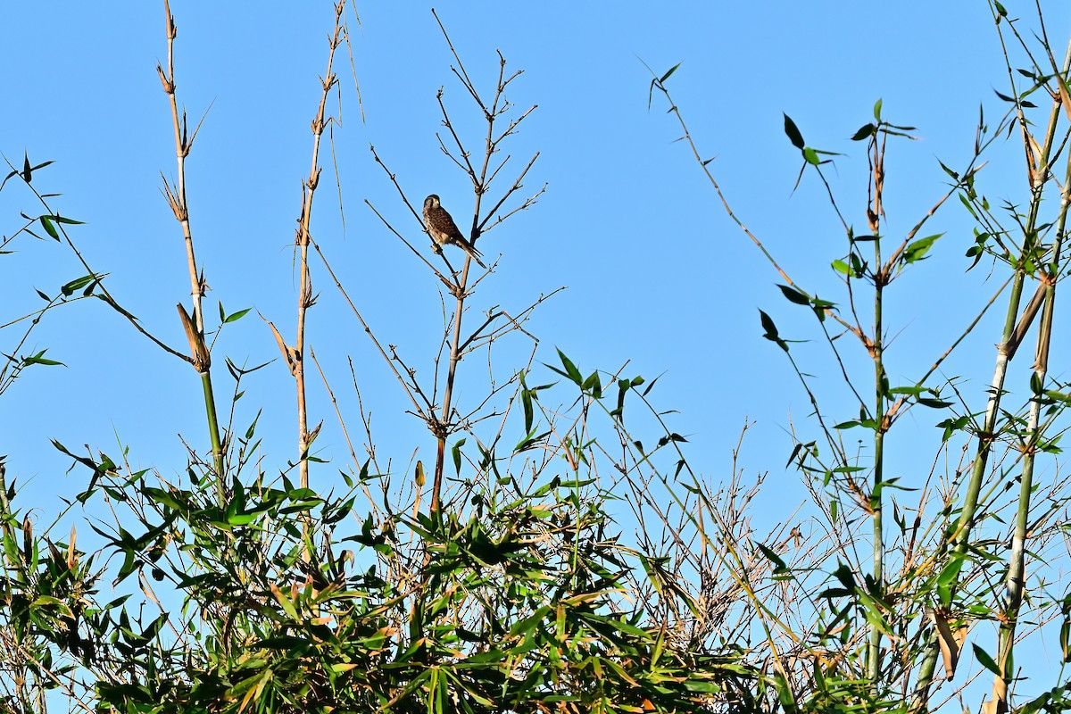 Eurasian Kestrel - ML611140850