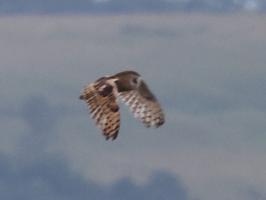 Sulawesi Masked-Owl - Myles McNally