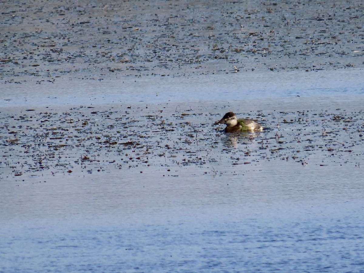 Ruddy Duck - Kim Wylie