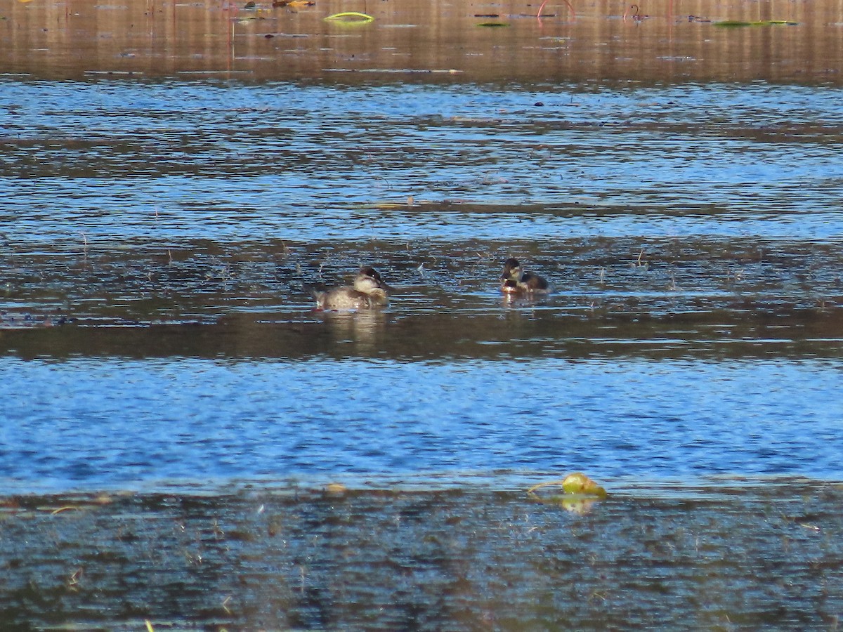 Ruddy Duck - Kim Wylie