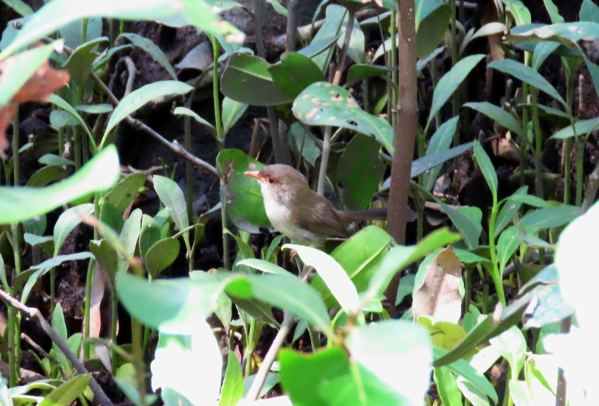 Superb Fairywren - ML611140934