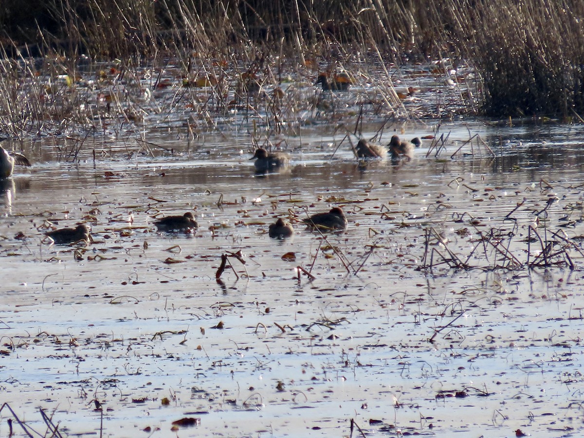 Green-winged Teal - ML611140935