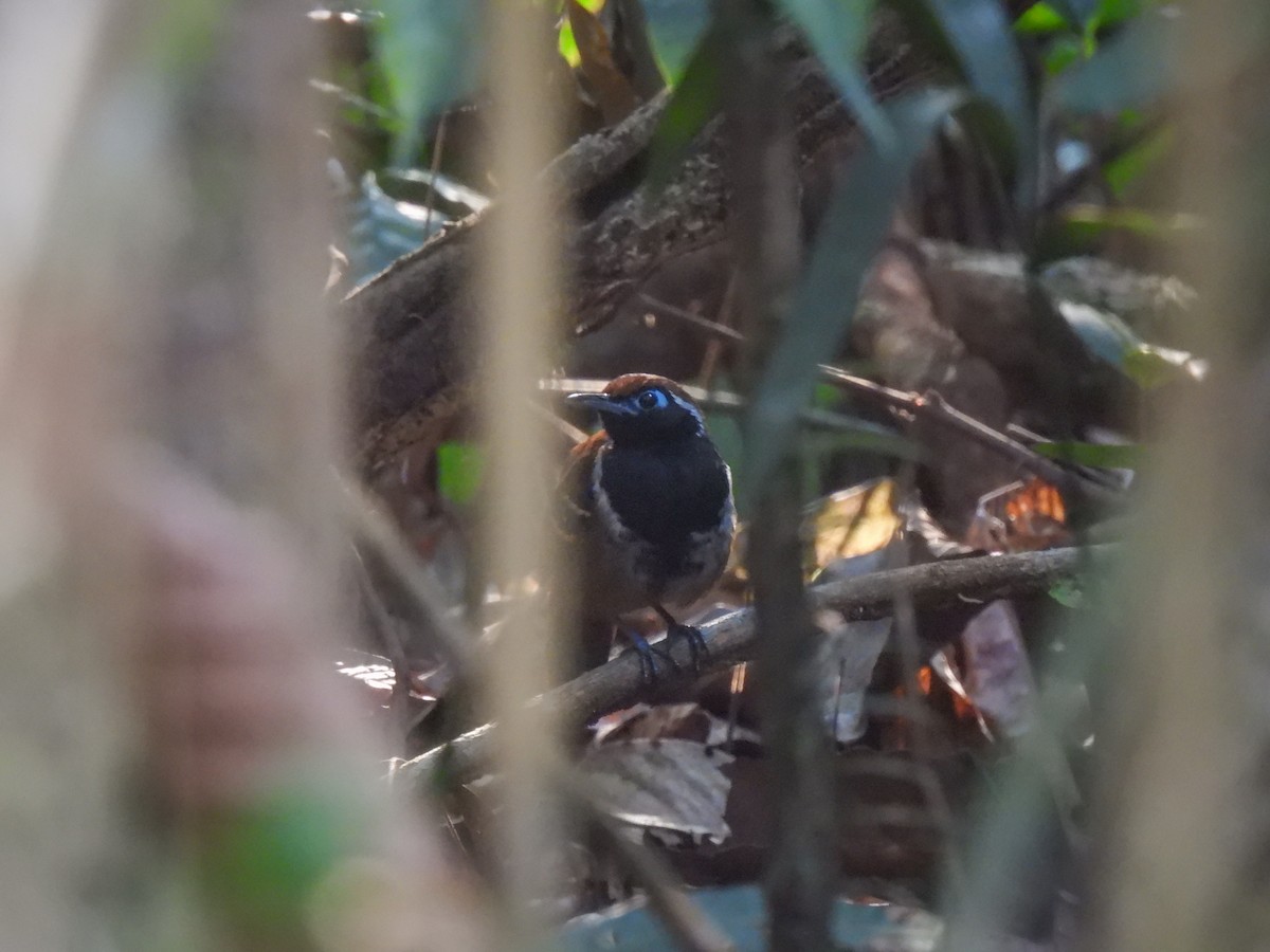 Ferruginous-backed Antbird - Arthur Gomes