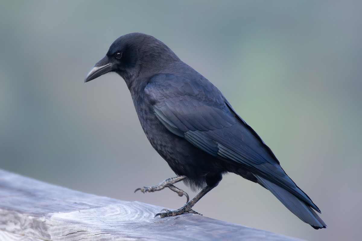 American Crow - ML611141012