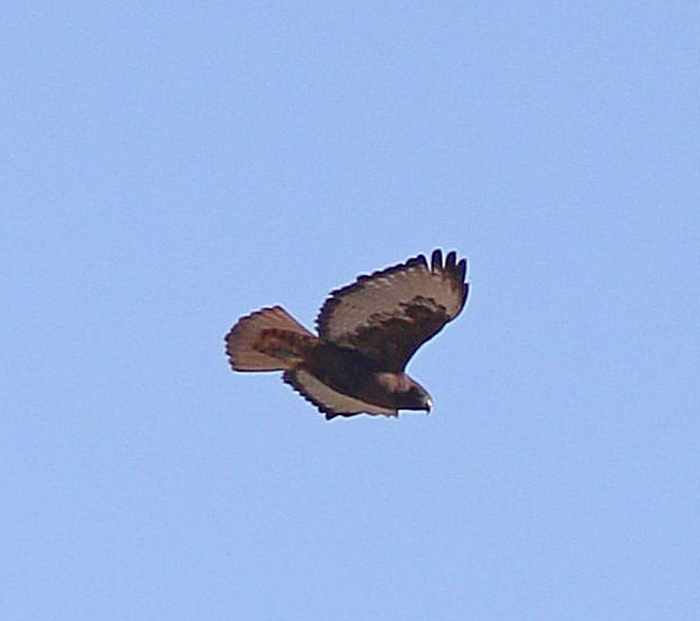 Red-tailed Hawk - ML611141053