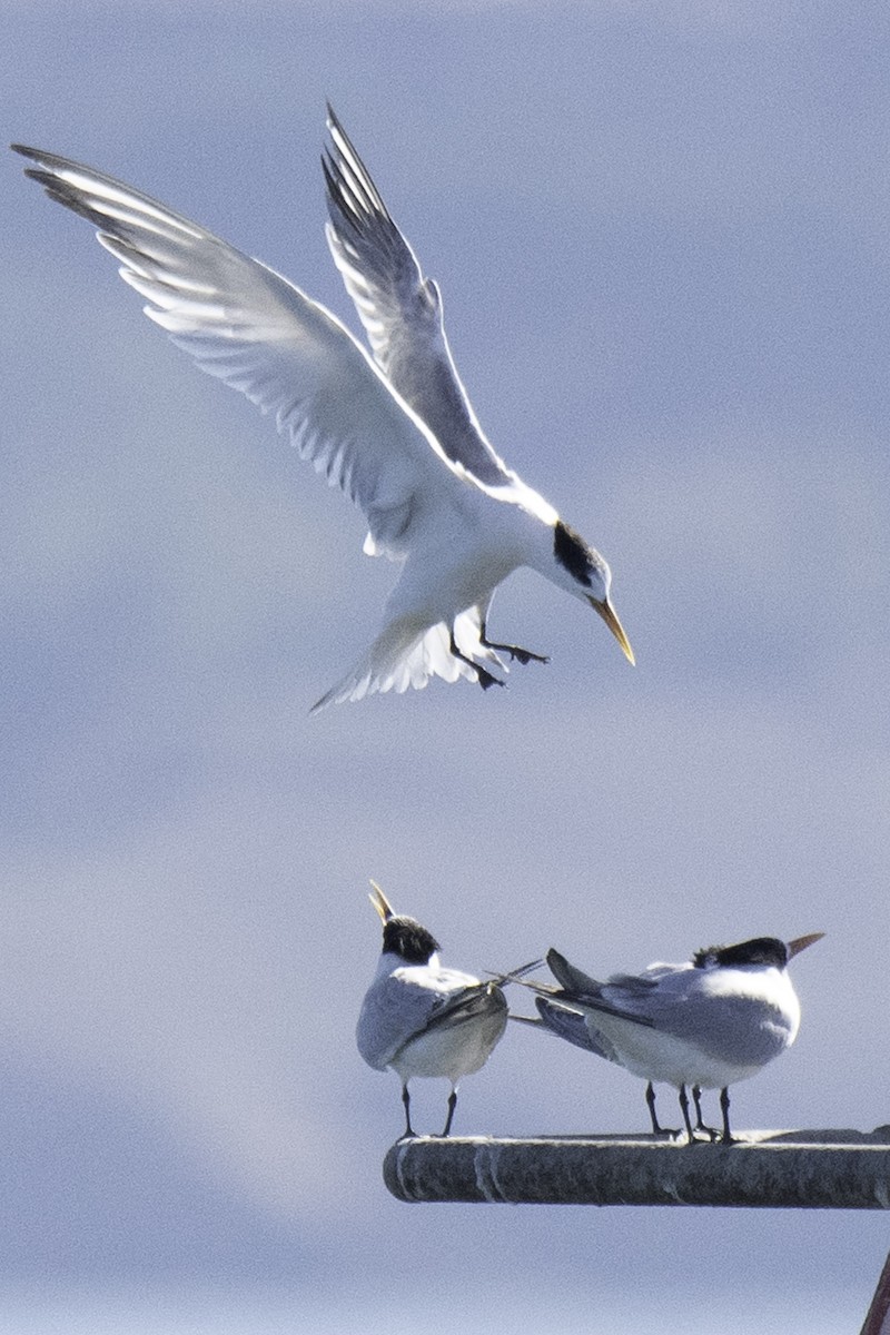 Elegant Tern - ML611141106