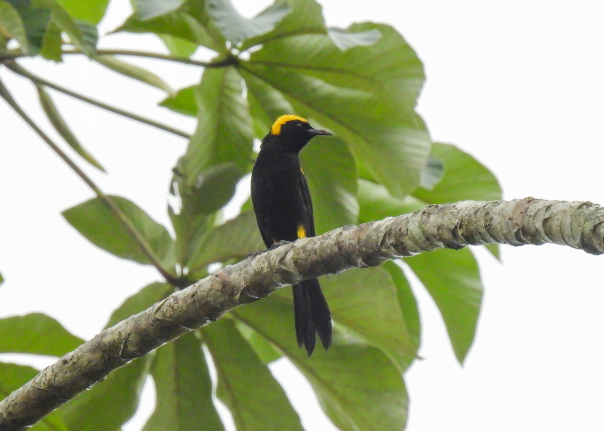 Oriole à épaulettes (chrysocephalus) - ML611141119