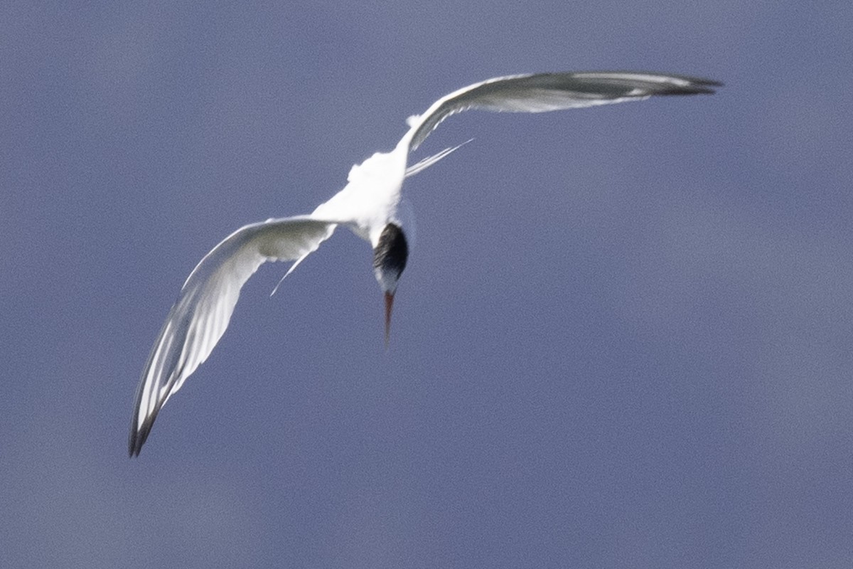 Elegant Tern - ML611141124