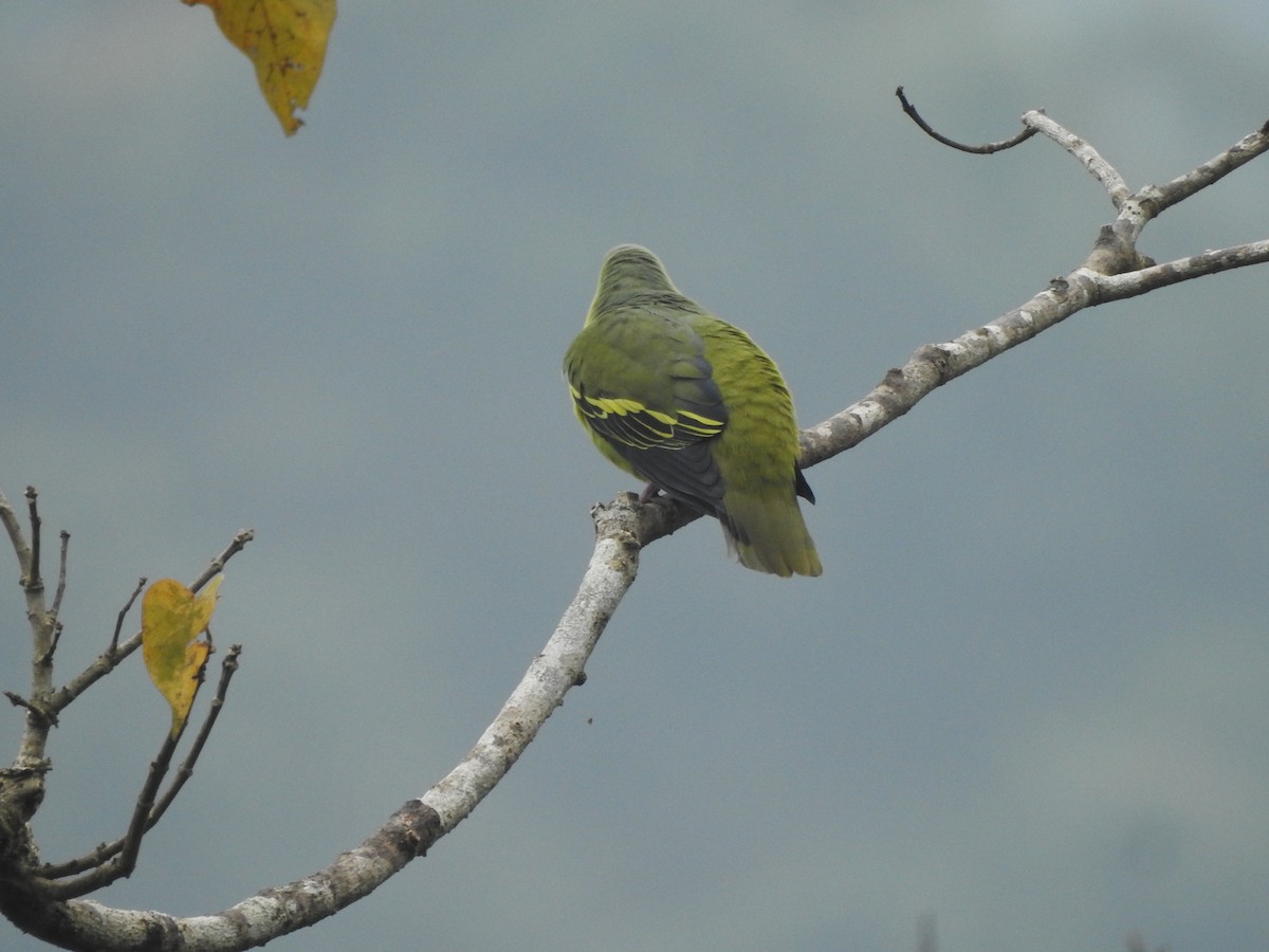 Gray-fronted Green-Pigeon - ML611141233