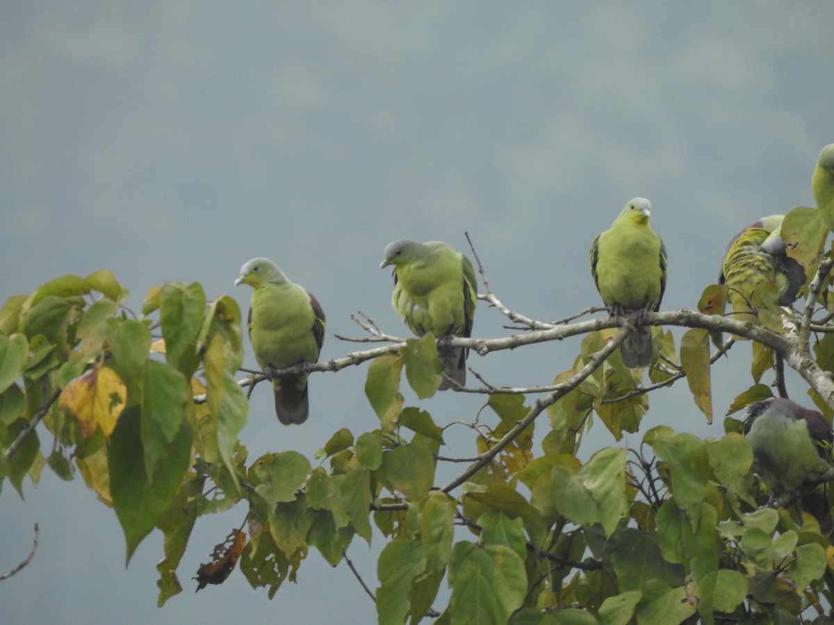 Gray-fronted Green-Pigeon - ML611141234