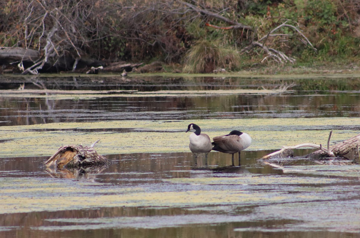 Canada Goose - ML611141262