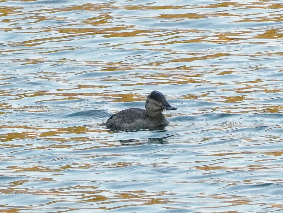 Ruddy Duck - ML611141271