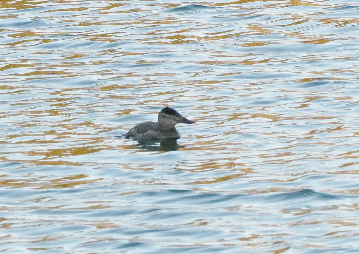 Ruddy Duck - ML611141272