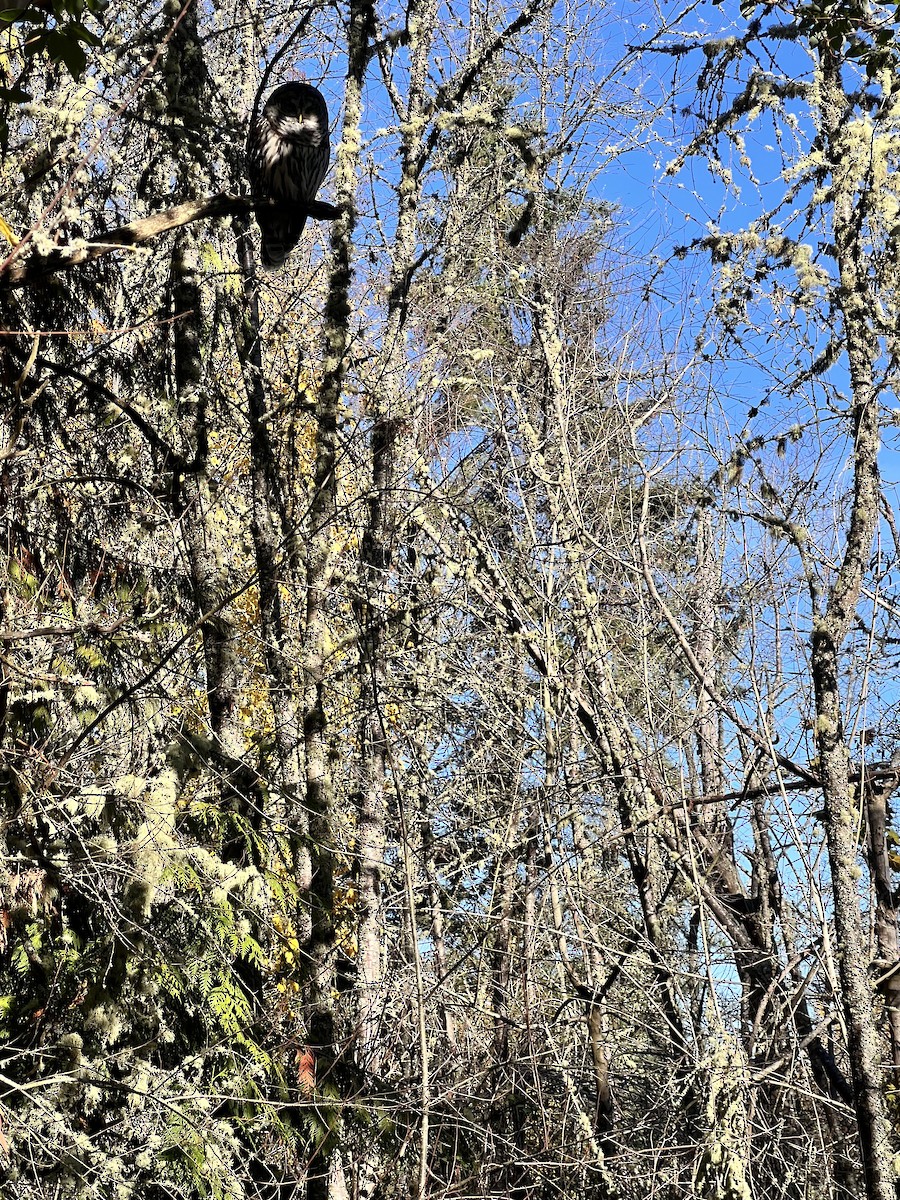 Barred Owl - ML611141329