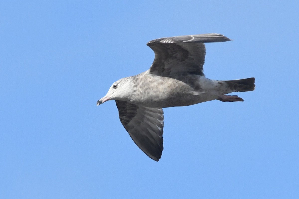 Herring Gull (American) - Kiah R. Jasper