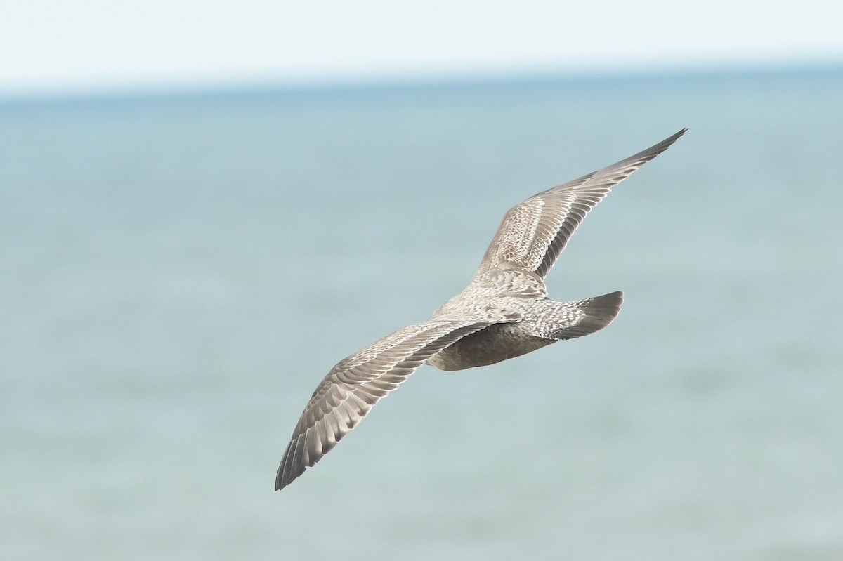 Herring Gull (American) - Kiah R. Jasper