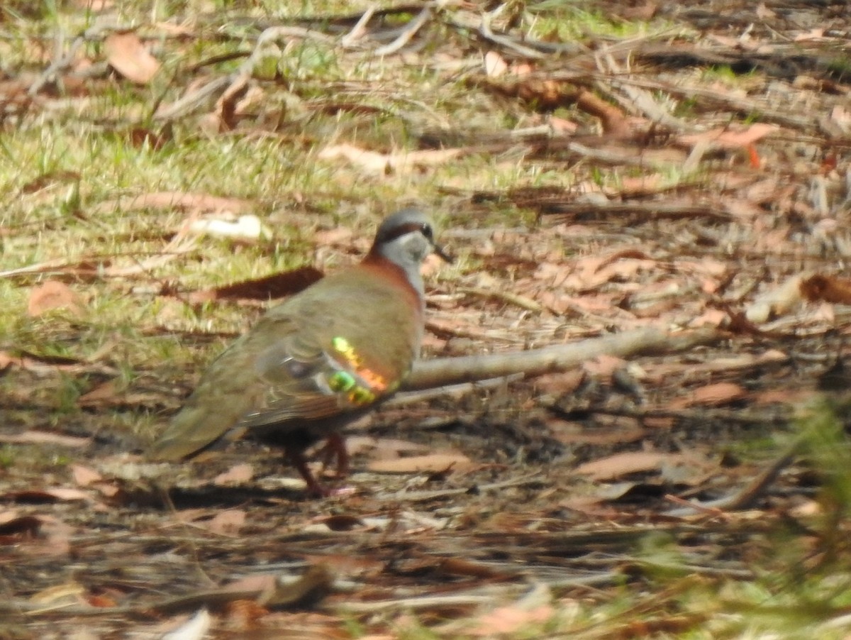 Brush Bronzewing - ML611141515