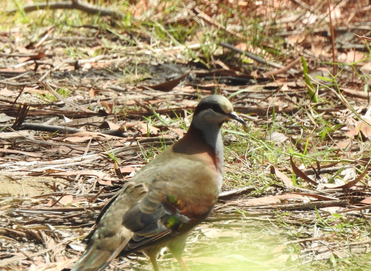 Brush Bronzewing - ML611141516