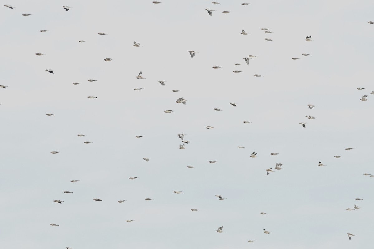 Snow Bunting - Kiah R. Jasper