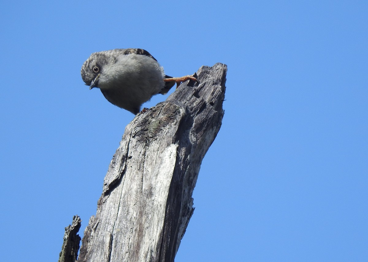 Varied Sittella - ML611141527