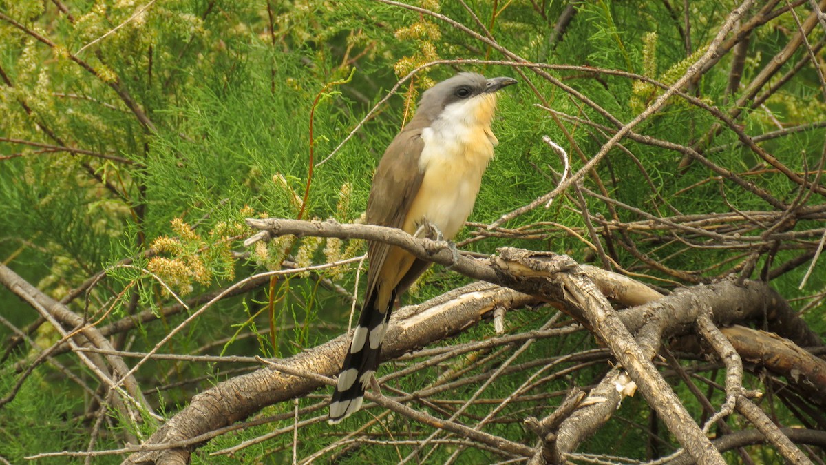 Dark-billed Cuckoo - Ariadna Tripaldi