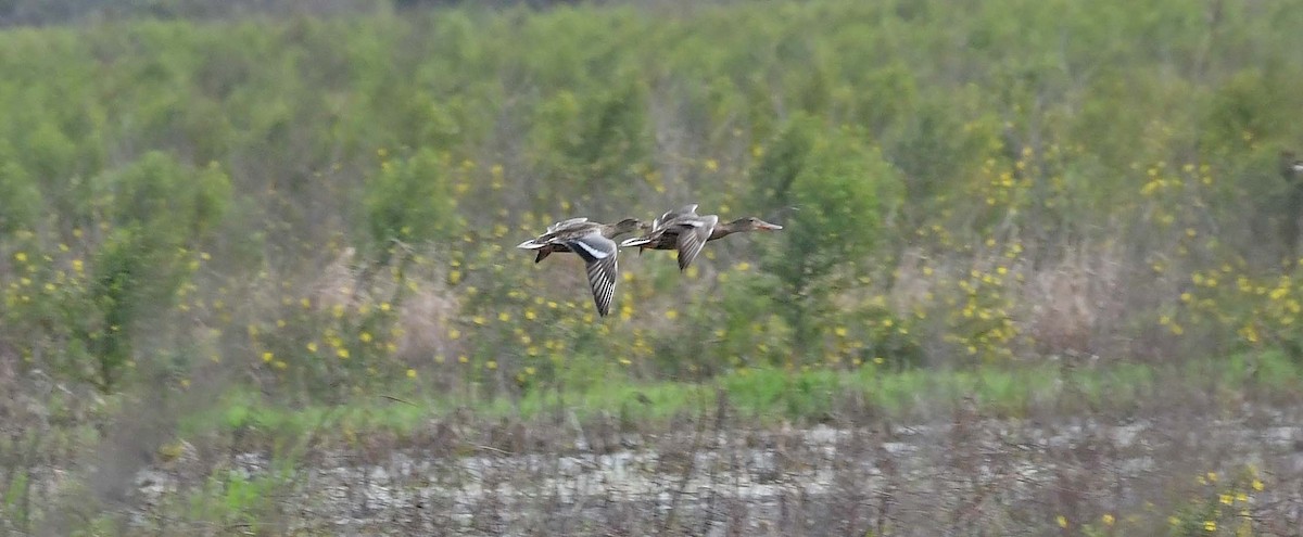 Northern Shoveler - ML611141548