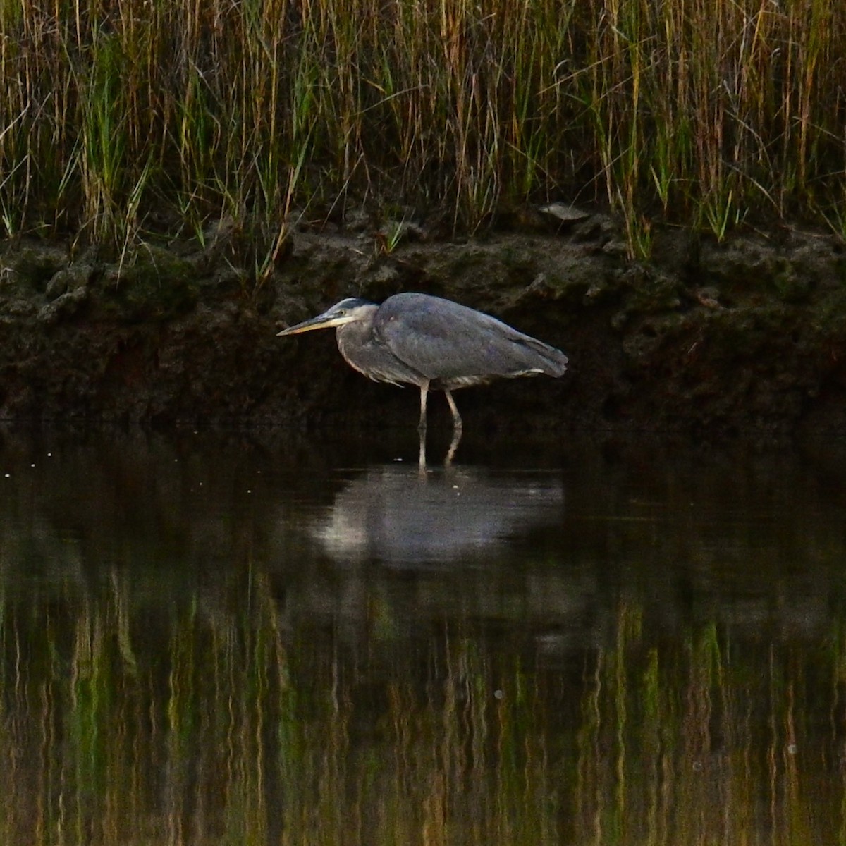 Great Blue Heron - ML611141574