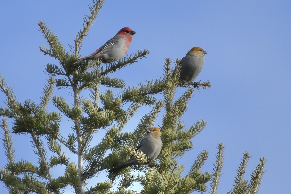 Pine Grosbeak - ML611141621